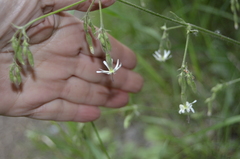 Silene nutans