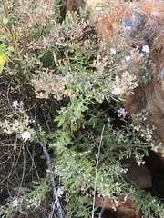 Chaenostoma patrioticum