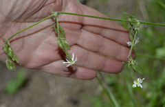 Silene nutans