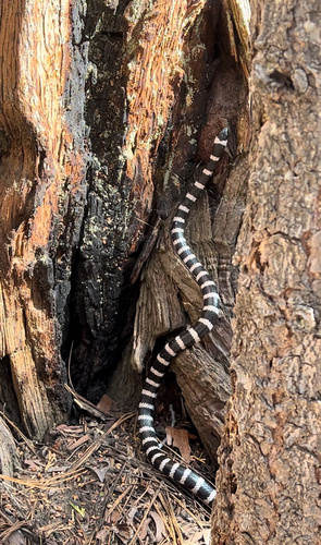 iNaturalist observation photo of California Mountain Kingsnake