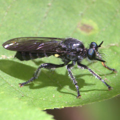 Laphria canis