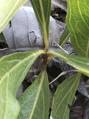 Pygmaeothamnus zeyheri