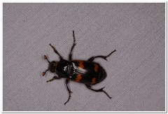 Nicrophorus sayi