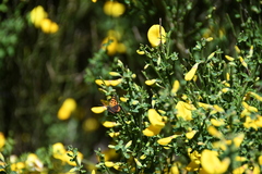 Lycaena phlaeas phlaeoides