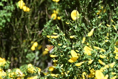 Lycaena phlaeas phlaeoides