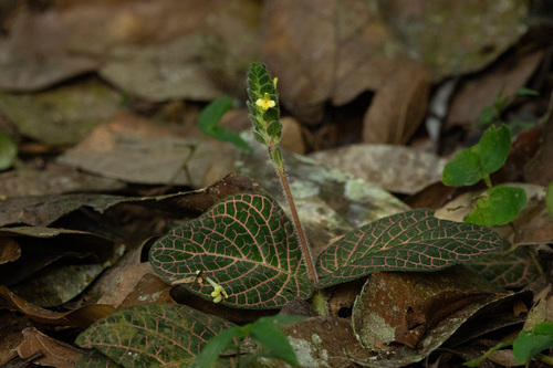 Fittonia albivenis