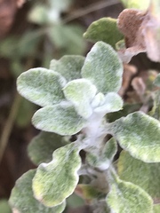 Helichrysum lepidissimum
