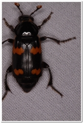 Nicrophorus sayi