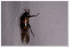Nicrophorus sayi