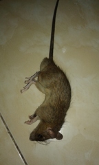 Rattus argentiventer