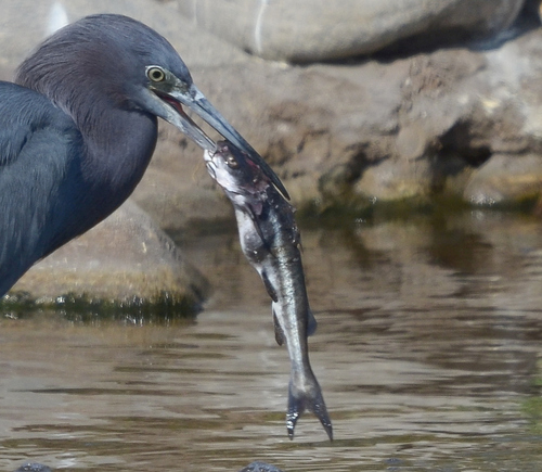 Peruaanse zeemeerval (Galeichthys peruvianus) — Ariidae — 4