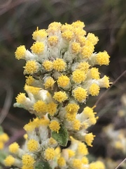 Helichrysum lepidissimum