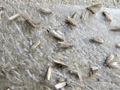 Scrobipalpa ocellatella