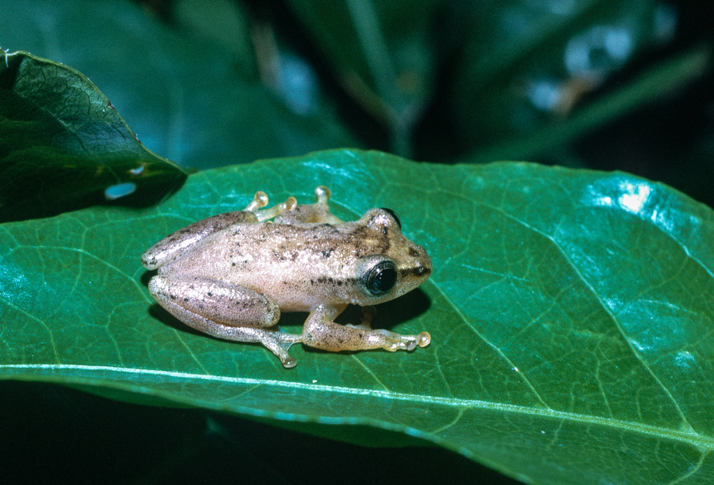 Bamenda Reed Frog