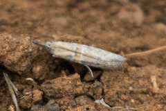 Acrobasis comptella