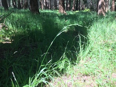 Melica subulata