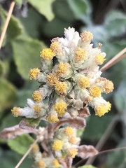 Helichrysum lepidissimum