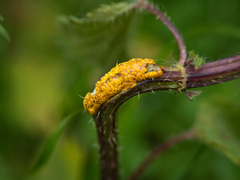Puccinia urticata