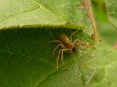 Philodromus