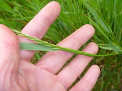 Elymus repens