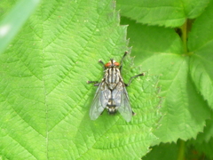 Diptera