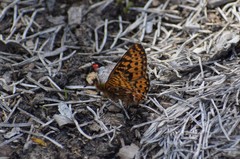 Boloria freija