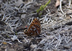 Boloria freija