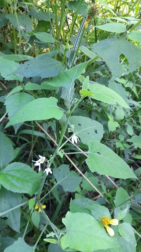 Solanum pilcomayense, photograph 2