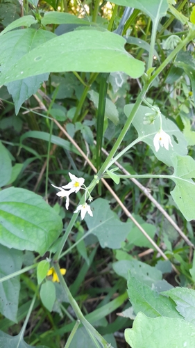 Solanum pilcomayense, photograph 3