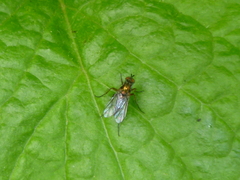 Diptera