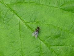 Diptera