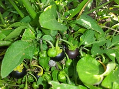 Solanum