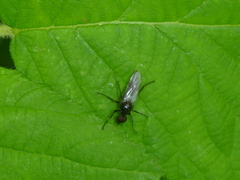 Diptera