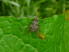 Diptera