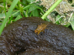 Scathophaga stercoraria