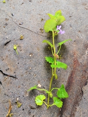 Glechoma hederacea