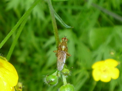 Scathophaga stercoraria