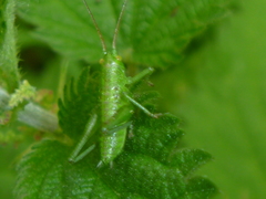 Tettigonia