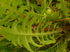 Cichorieae