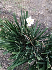Dietes