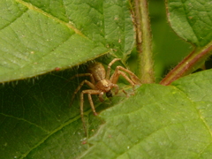 Philodromus