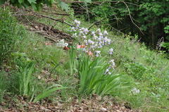 Iris × hybrida