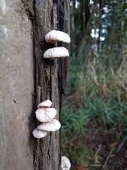 Marasmiellus alliiodorus
