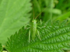 Tettigonia