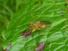 Scathophaga stercoraria