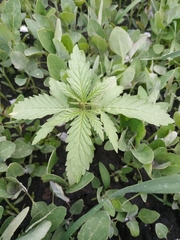 Cannabis sativa spontanea