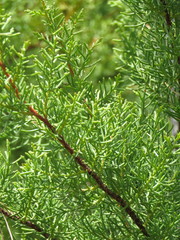 Cupressus macrocarpa image