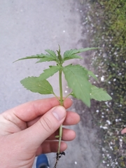 Cannabis sativa spontanea