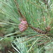 Red Pine - Photo (c) timmenzies on Flickr, some rights reserved (CC BY-SA)