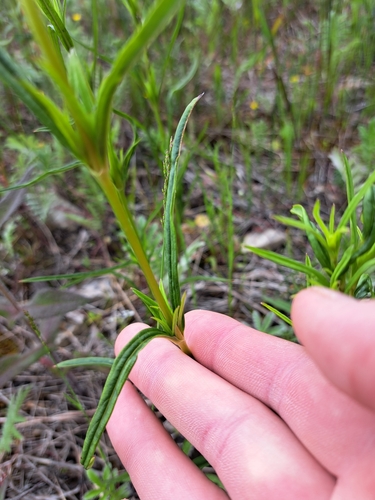 Image of Lysimachia quadriflora by (c) Bob Schwartz, some rights reserved (CC BY)